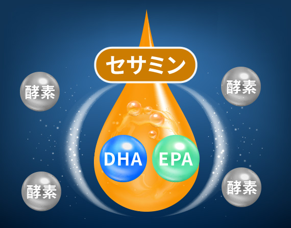 セサミンがDHA・EPAを守っている